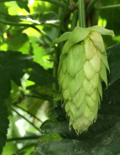 Sorachi Ace hop